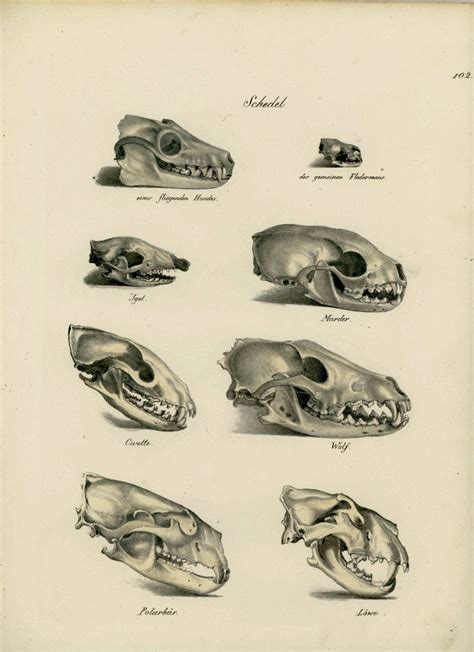 1824 Skulls Original Antique Animal Anatomy Lithograph By