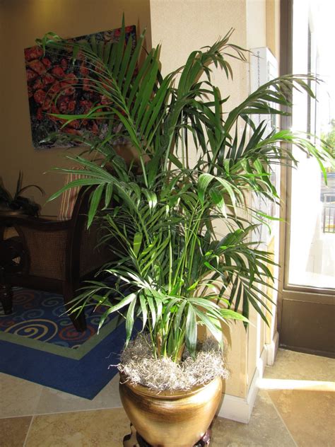 Grow Fresh Air At Home With Easy Indoor Plants Housing News