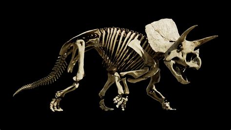 Melbourne Museum To Reveal Triceratops Fossil In New Exhibition Herald Sun