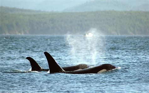 Best Time For Whale Watching In British Columbia 2023 Roveme