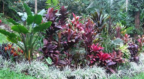 El Arish Tropical Exotics: Lush Tropical Plants for Australia: Wholesale Tropical Plants from El ...