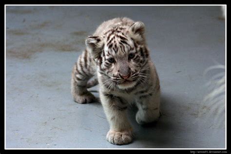 Snow Tiger Cubs Wallpaper
