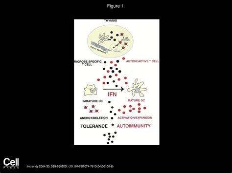 Autoimmunity Through Cytokine Induced Dendritic Cell Activation Ppt