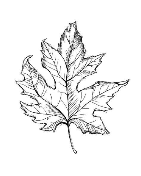 Leaf Line Drawing Instant Download Leaf Art Fall Leaves Etsy Leaves
