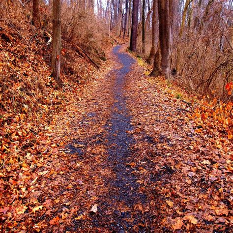 Free Photos Path Through The Autumnal Forest Publicdomain