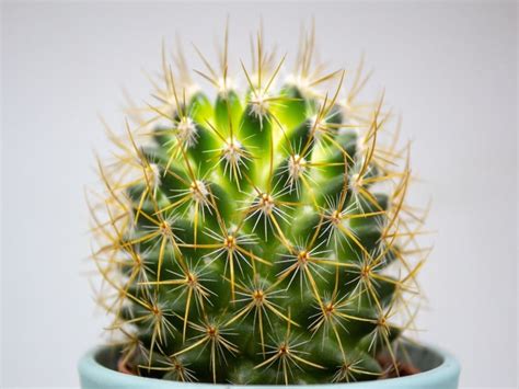 I have about 3 or 4 cactus blocks that i found during an excursion, but it was really far from my base and there wasn't a lot of it. 20 Amazing facts You Didn't Know About Cacti | CactusWay