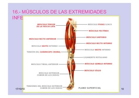 Musculos De Las Extremidades Inferiores