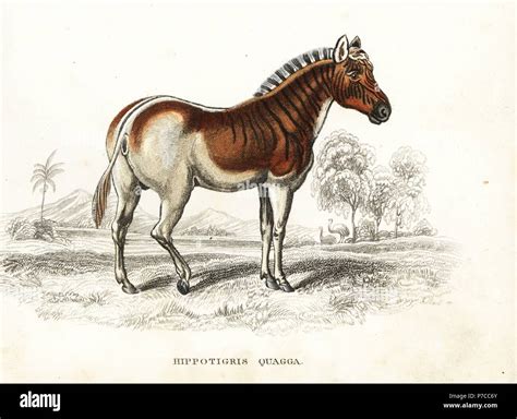 Quagga Equus Quagga Quagga Hippotigris Quagga Extinct Species Of