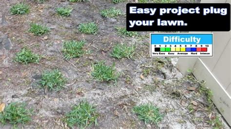 Planting St Augustine Grass Plugs The Ultimate Guide Lawnhelpful Com