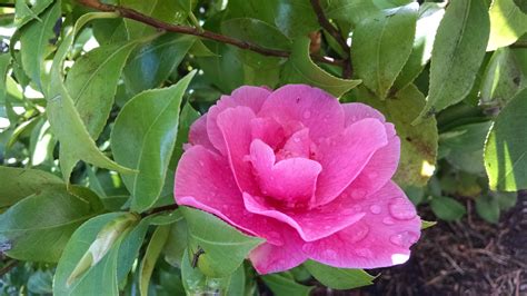 Pink Camellia Spring Is Here Camellia Beautiful Flowers Rose Garden