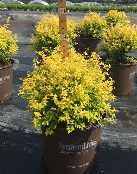 Ligustrum Sunshine Privet Johnson Nursery Corporation