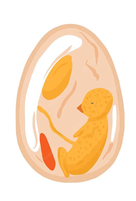 Premium Vector Chicken Embryo In Egg Vector Biology Illustration
