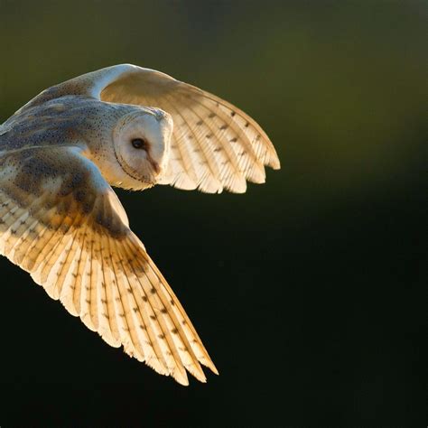 Barn Owl Flying At Night