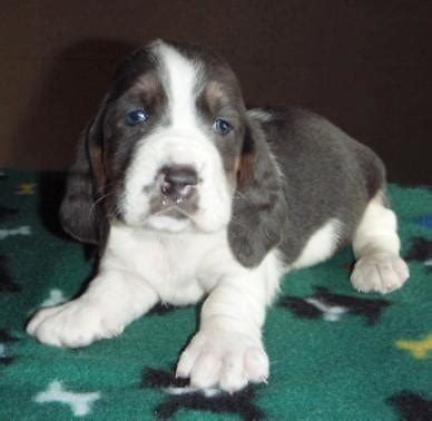 In pop culture, the basset hound is featured as the logo for hush puppies brand shoes and also appears as a cartoon dog named droopy. AKC Blue Basset hound puppy*** Ready Feb 13th**** for Sale ...