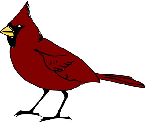 Cardinal Bird Beak Free Vector Graphic On Pixabay