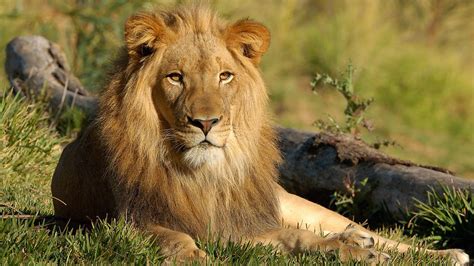Lion Is Sitting On Grass In Forest Hd Lion Wallpapers Hd Wallpapers