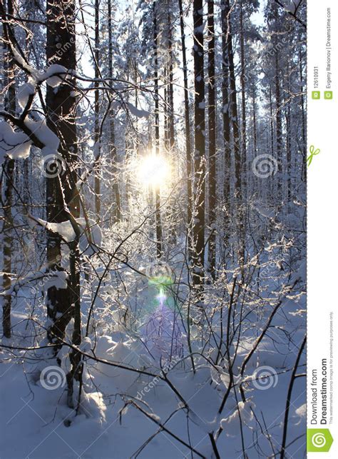 Sunset In Winter Wood Stock Image Image Of Hoarfrost 12610931