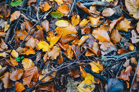 3440x1440px Free Download Hd Wallpaper Dried Leaves Foliage