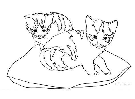 Fifty seven days old kitten. Cat Coloring Pages