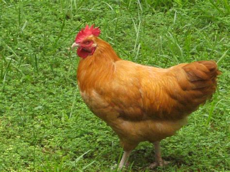 The rooster is trying to grab the neck feathers of your hens to force them to submit to mating. Rooster attacking hens