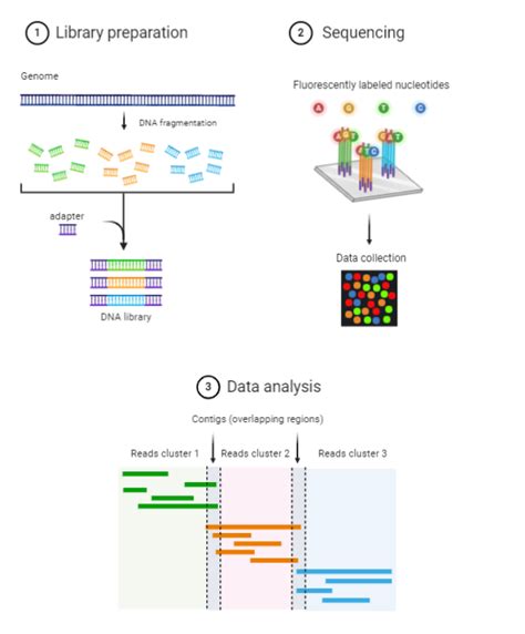 Basic Steps Of Next Generation Sequencing Download Scientific Diagram