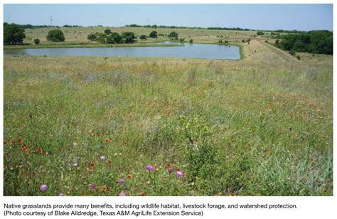 Native Grassland Monitoring And Management Tamu Agrilife