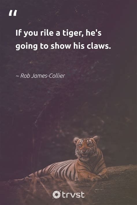 87 Tiger Quotes And Famous Sayings About Tigers Tiger Quotes