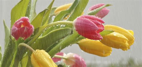 Do April Showers really bring May flowers? The history behind the