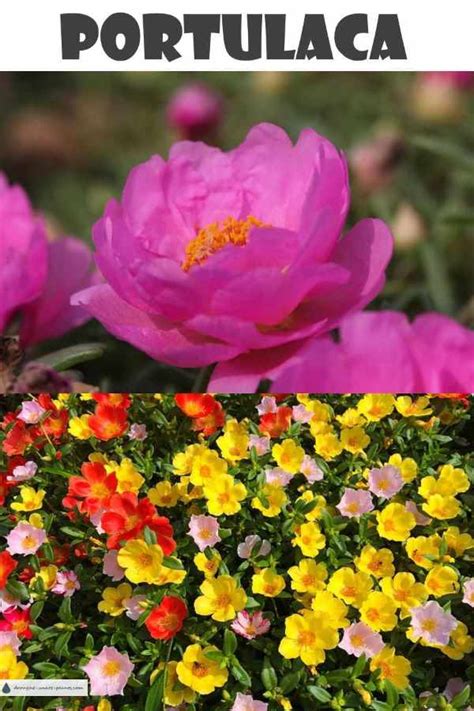 Blooming all summer long and easygoing, it knows how to decorate your garden as well as. Portulaca - the Moss Rose, Sunrose or Purslane
