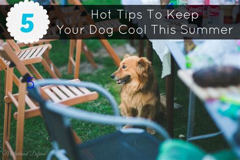5 Hot Tips To Keep Your Dog Cool This Summer