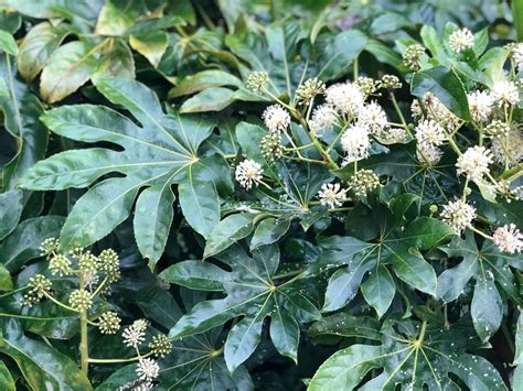 Maybe you would like to learn more about one of these? Fatsia Plant Info - How To Grow And Care For Japanese ...