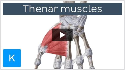 Video Thenar Muscles Kenhub
