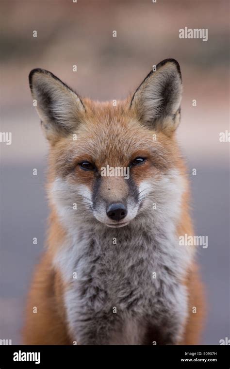 Virginia Fox Hi Res Stock Photography And Images Alamy