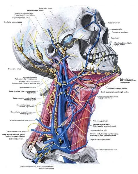 Grandanatomy Big Image Of The Veins And Lymph Nodes In The Neck Love