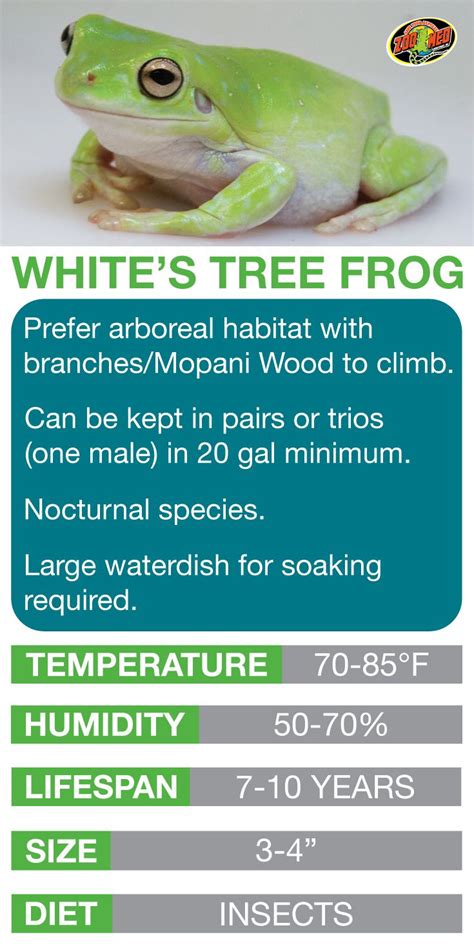 How To Take Care Of A Frog At Home Bo Herr