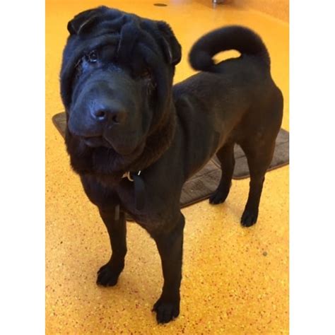 Chow Medium Male Shar Pei Mix Dog In Qld Petrescue