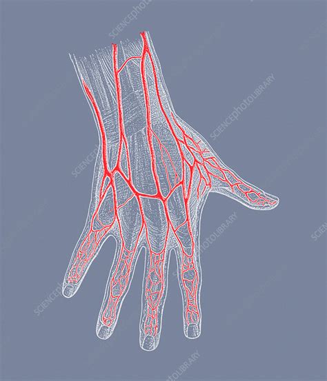 Hand Veins Stock Image N2000069 Science Photo Library