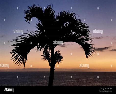 Palm Tree Silhouetted Against A Beautiful Sunset Sky Stock Photo Alamy