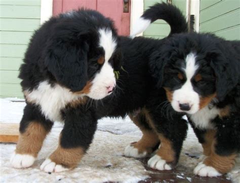 75 Best Pyrenean And St Bernese Mountain Dogs And Other