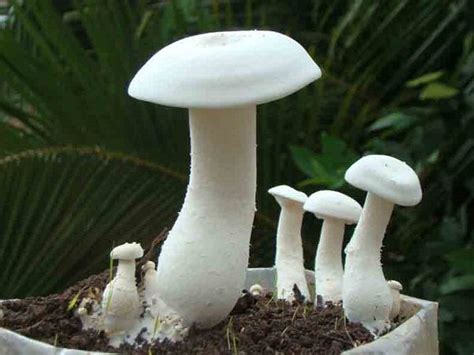 How To Grow Milky Mushrooms At Home Greenmylife