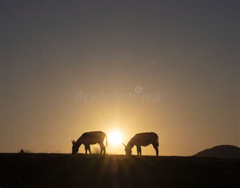 Donkeys Grazing At Sunset With The Sun In The Background Euskadi Stock