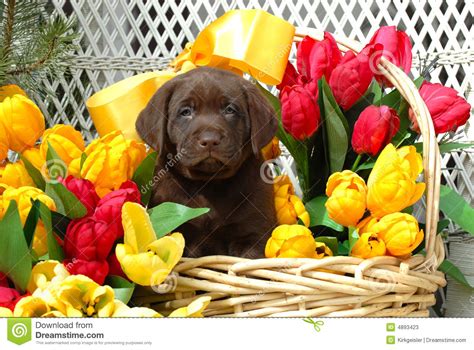 spring puppy stock  image