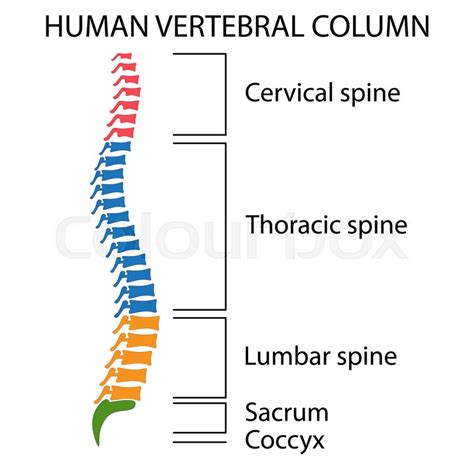 Bones are the remains of the dead and are dropped by most monsters with animal or humanoid appearance. Diagram of a human spine with names of ... | Stock vector | Colourbox