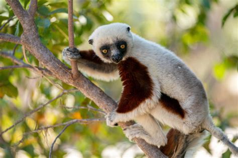 Endangered Species In Madagascar Active Giving