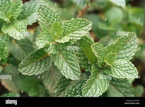 Mint Pudina Plant Stock Photo Alamy