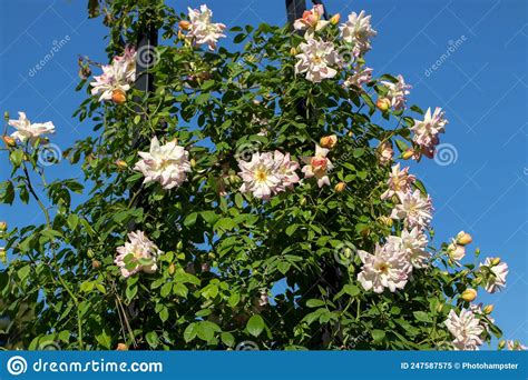 Pale Pink Climbing Rose Flowers Stock Image Image Of Colorful