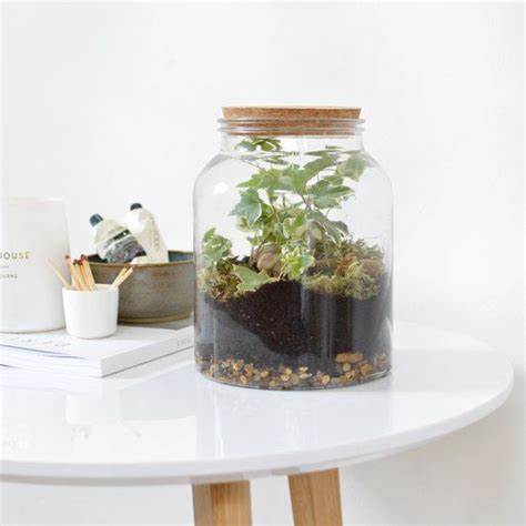 Not green fingered? A closed terrarium is a low ...
