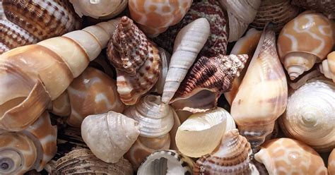 Sanibel Island Shells Guide Finding The Best Seashells Scenic States