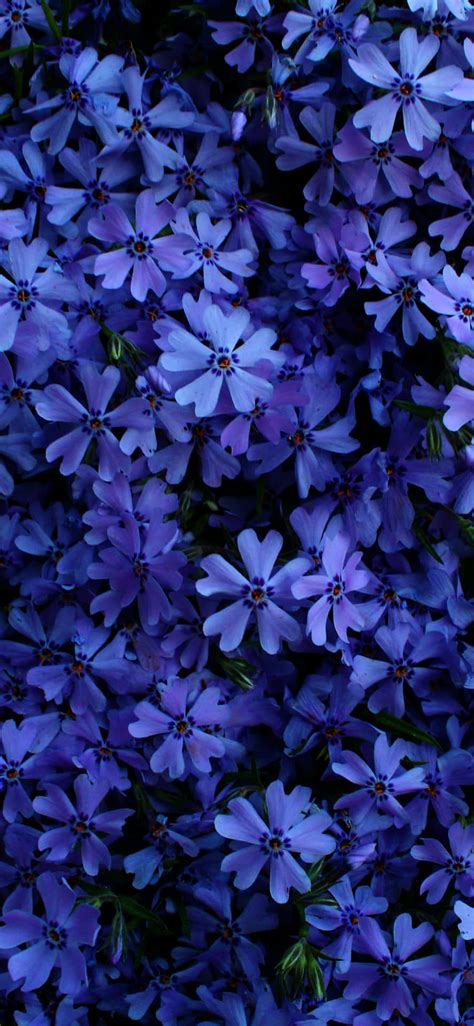 Download A Vibrant Gorgeous Blue Flower In Full Bloom