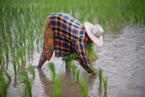 Farmer Growing Rice In Paddy Field People Planting Seedling Premium Photo